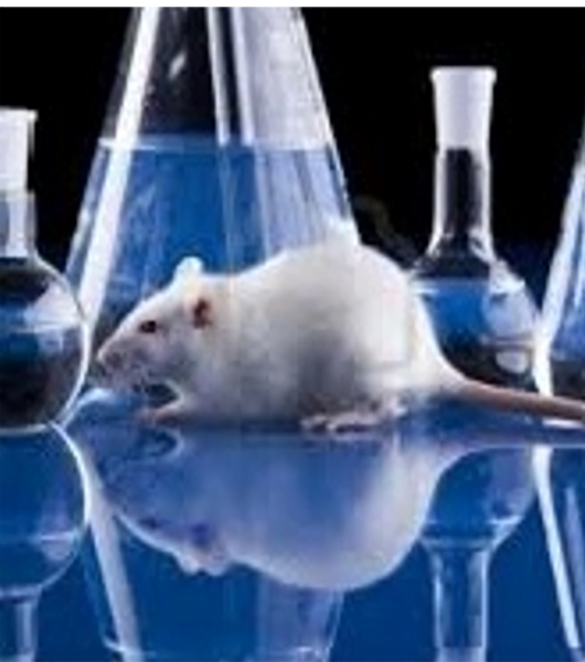 SMA, farmaco sperimentato sui topi aumenta la sopravvivenza di 38 volte